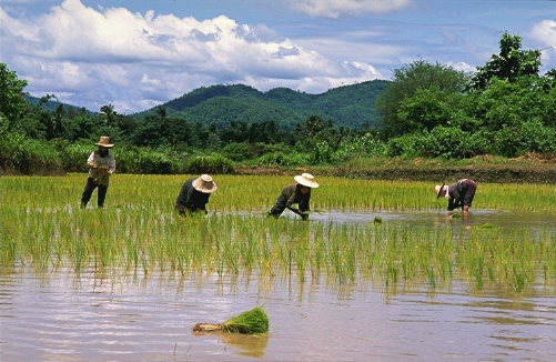 Rice Planting in Pah Leurat
